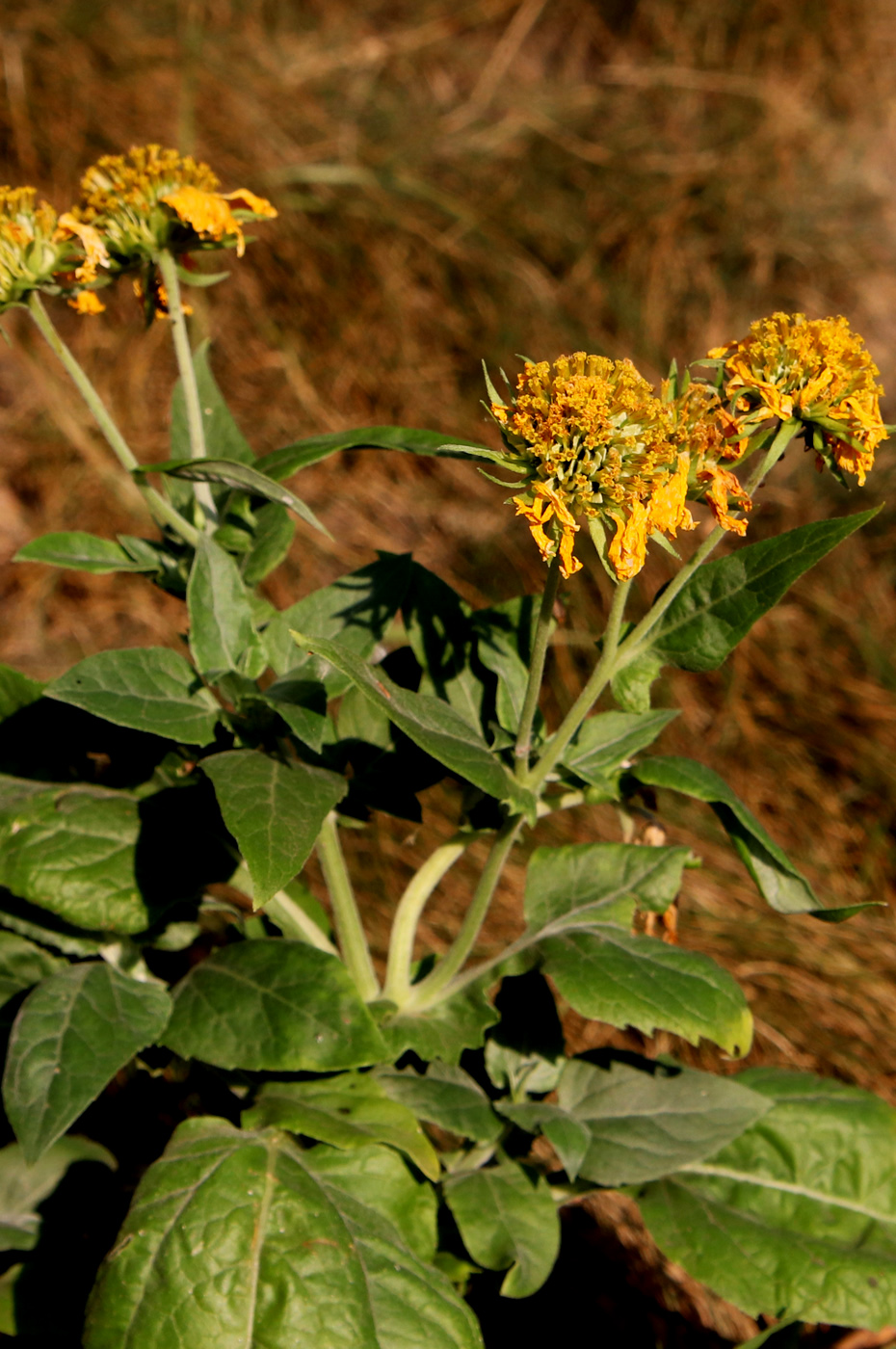 Image of genus Rudbeckia specimen.