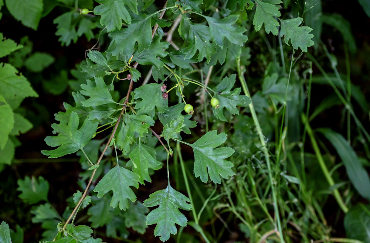 Image of genus Crataegus specimen.