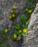 Potentilla fragarioides. Цветущее растение в гранитной скале. Приморский край, Партизанский р-н, окр. мыса Лисученко, морское побережье. 24.05.2014.