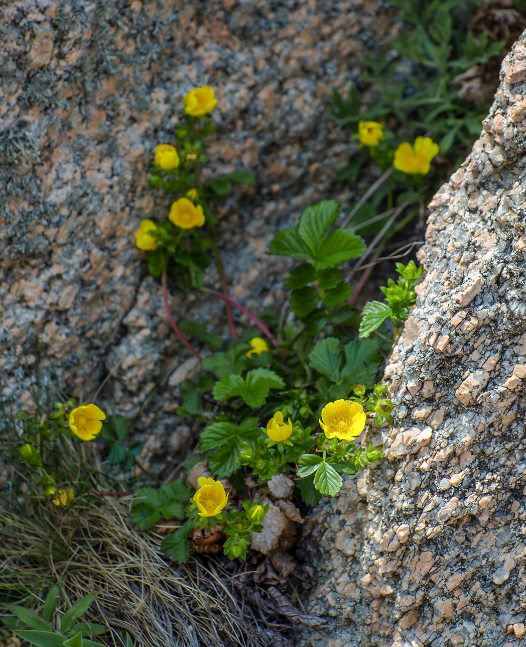 Изображение особи Potentilla fragarioides.