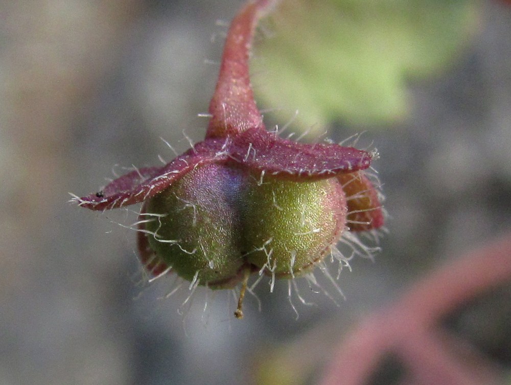 Image of Veronica cymbalaria specimen.
