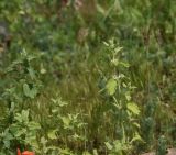 Marrubium catariifolium