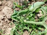 Plantago lanceolata. Растение с развивающимися цветоносами. 17.04.2026.