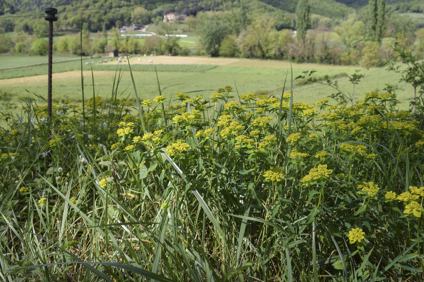 Image of Euphorbia verrucosa specimen.