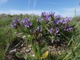 Astragalus masenderanus. Цветущее растение. Казахстан, Туркестанская обл., хр. Таласский Алатау, плато Таскора, ≈ 1600 м н.у.м. 27 апреля 2026 г.