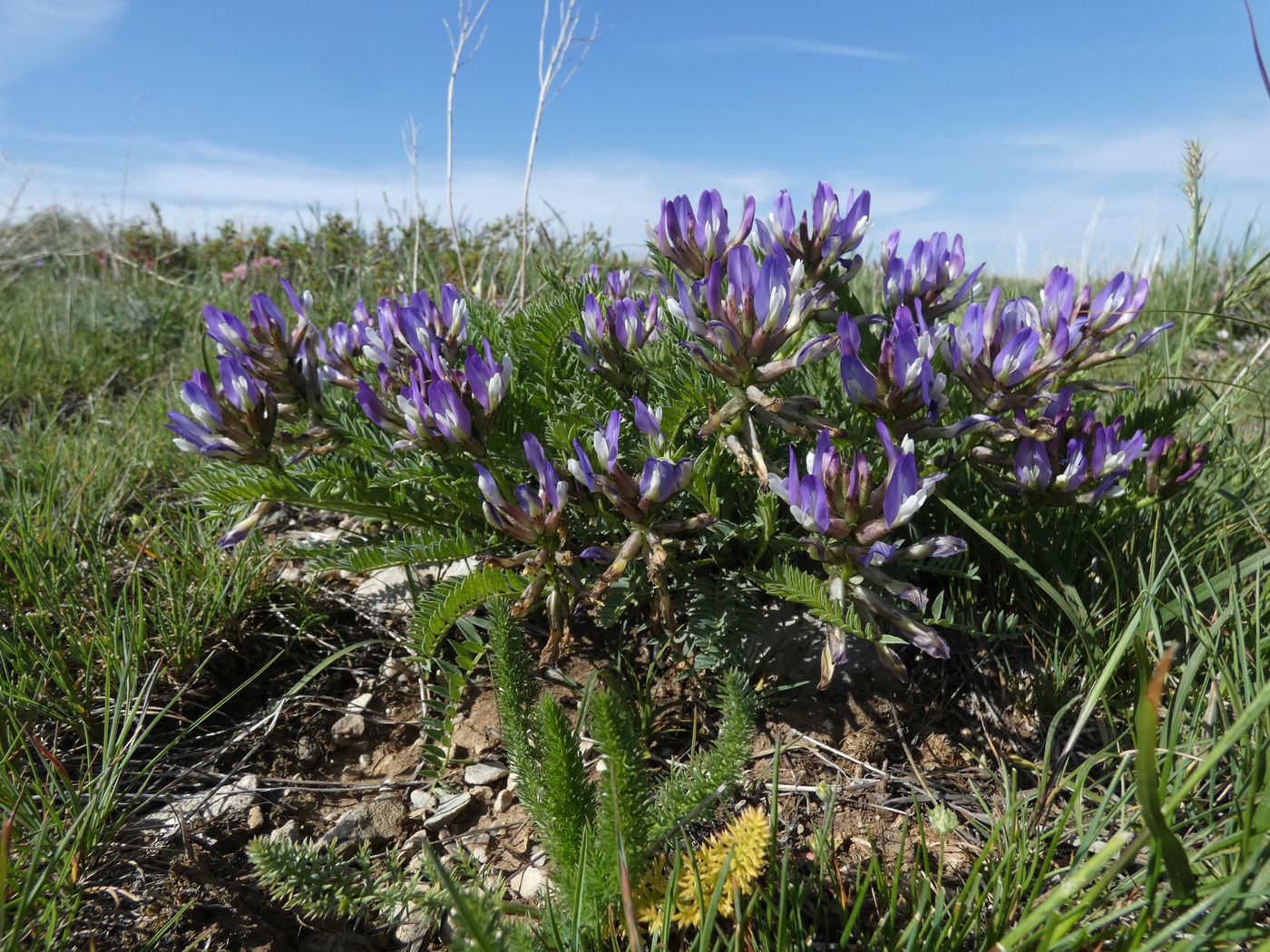 Изображение особи Astragalus masenderanus.