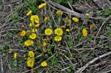 Tussilago farfara. Цветущее растение. Московская обл., окр. г. Железнодорожный, дол. р. Чёрная, опушка смешанного леса. 04.05.2026.