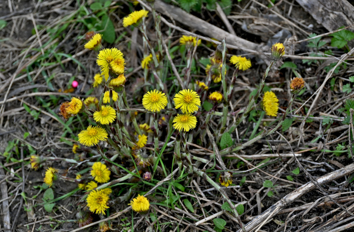 Image of Tussilago farfara specimen.
