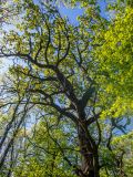 genus Quercus. Часть кроны взрослого дерева. Крым, Кировский р-н, Агармышский лес, дубово-грабовый лес. 03.05.2025.