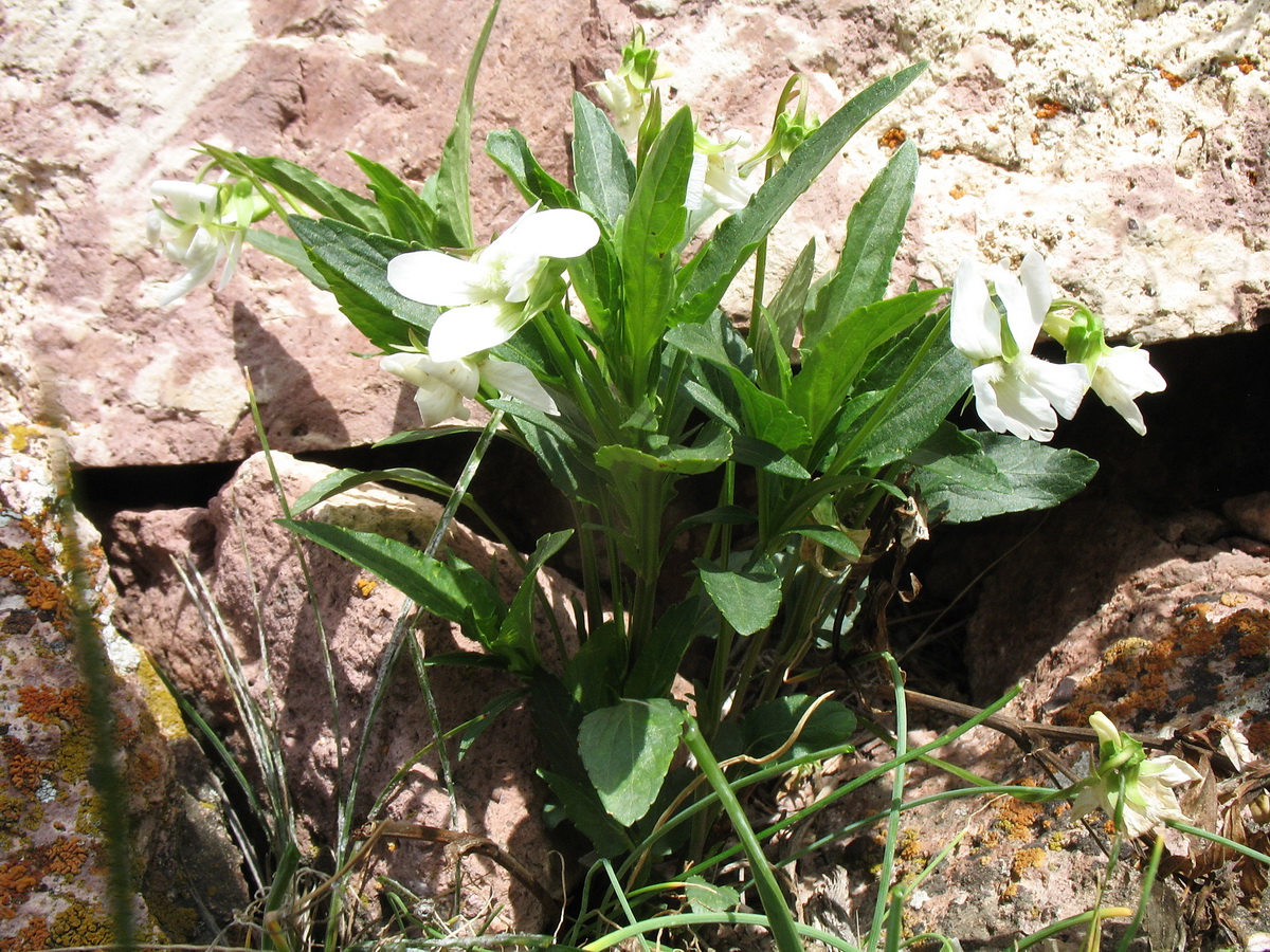 Image of Viola pumila specimen.