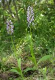 Orchis militaris