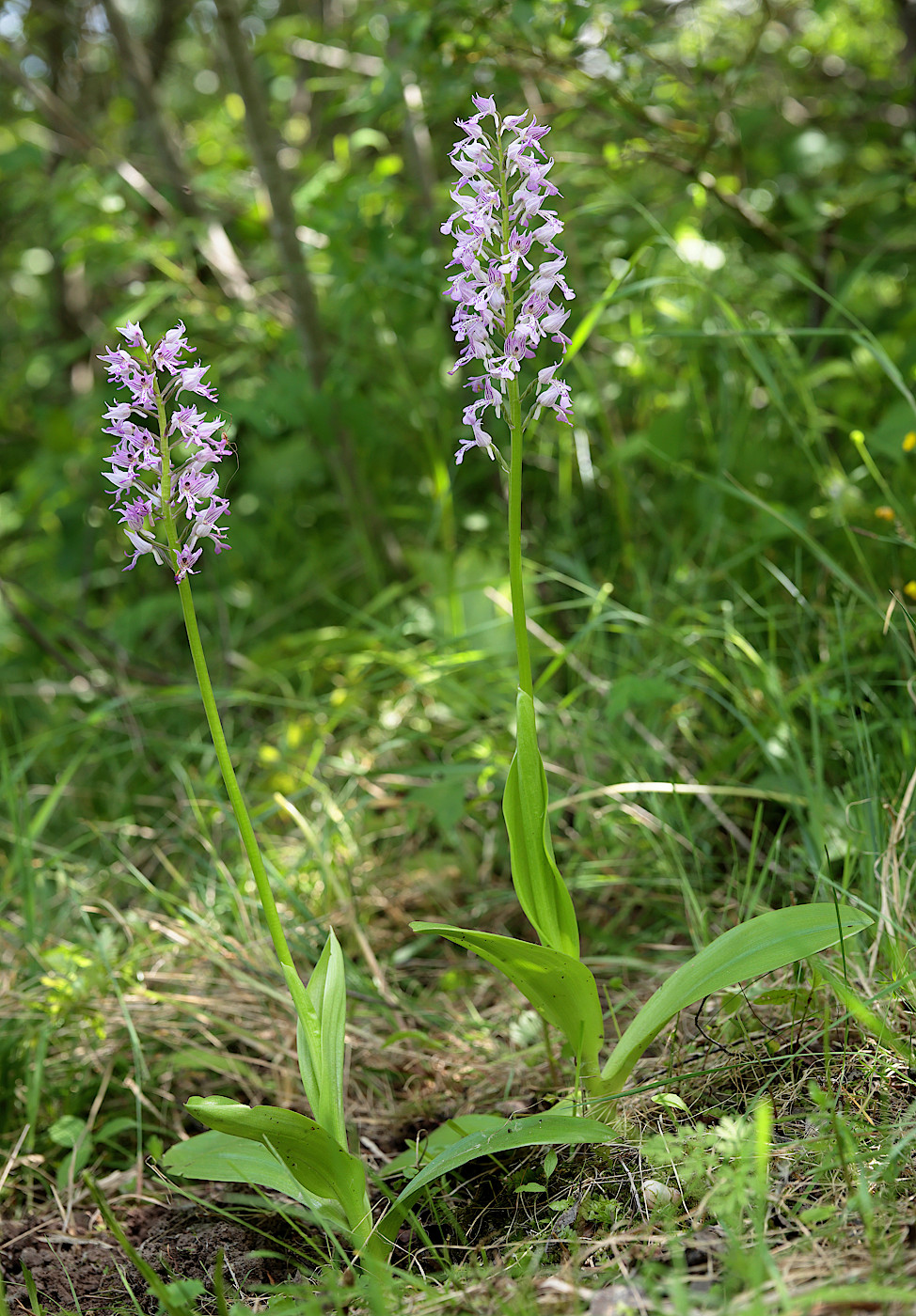 Image of Orchis militaris specimen.