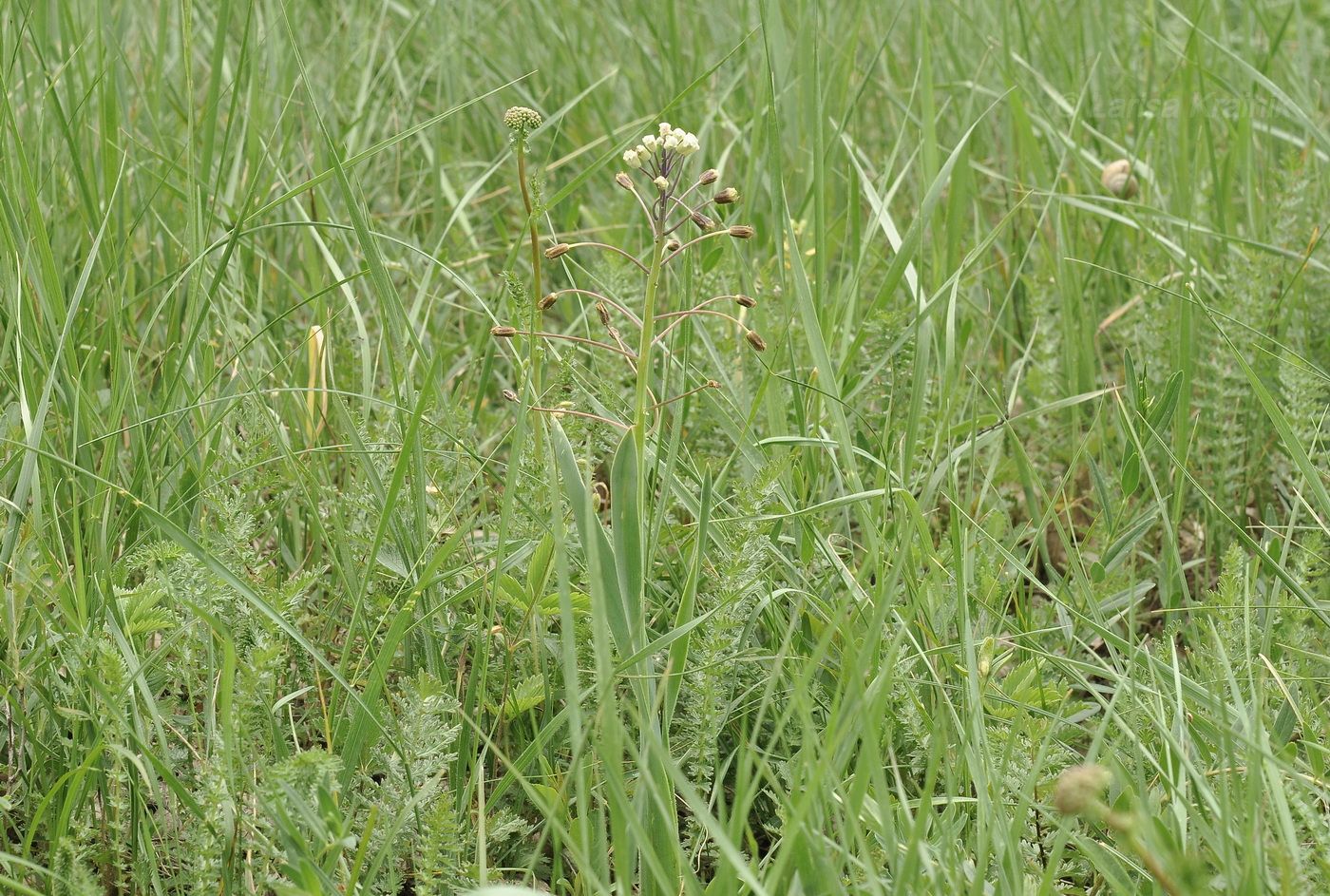 Image of Bellevalia sarmatica specimen.