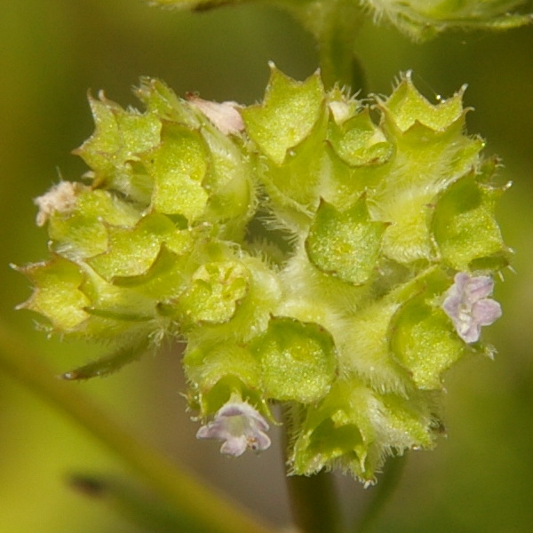 Image of Valerianella kotschyi specimen.