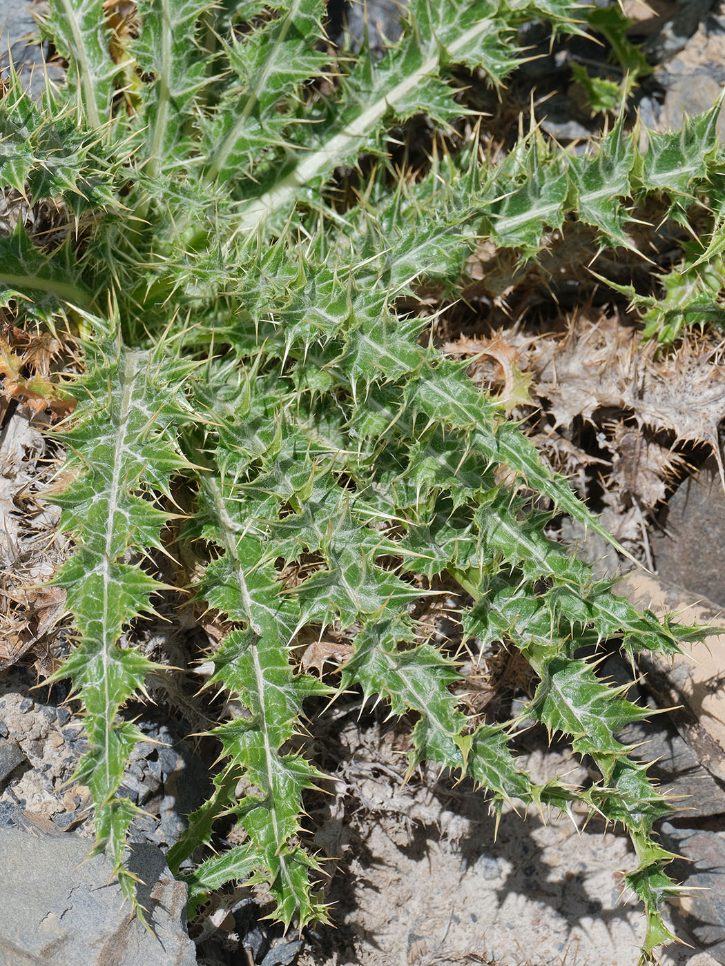 Image of Olgaea nivea specimen.