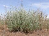 Atriplex cana. Растение с бутонами. Волгоградская обл., Палласовский р-н, побережье оз. Эльтон, дол. р. Хара, степь. 25 мая 2026 г.
