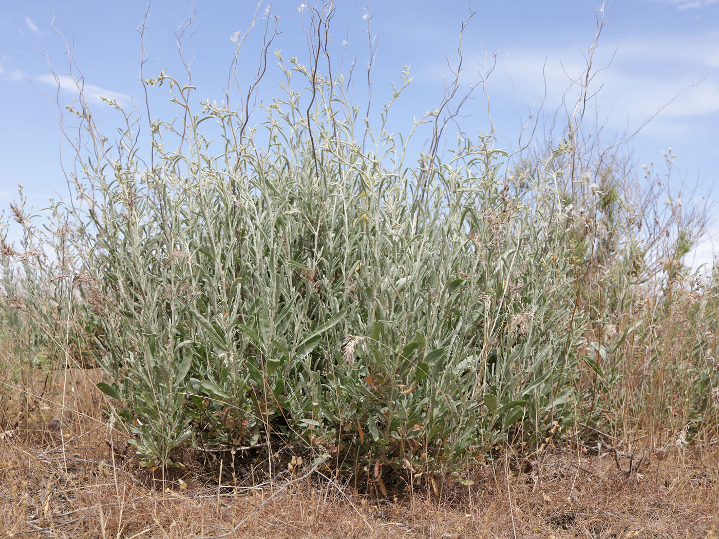 Image of Atriplex cana specimen.