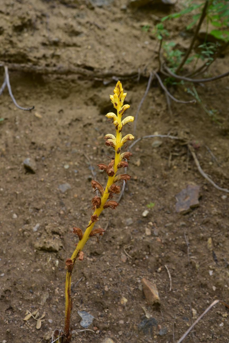 Изображение особи род Orobanche.
