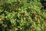род Ribes. Часть кроны плодоносящего растения. Беларусь, Витебская обл., пос. Езерище, сад. 11.07.2026.