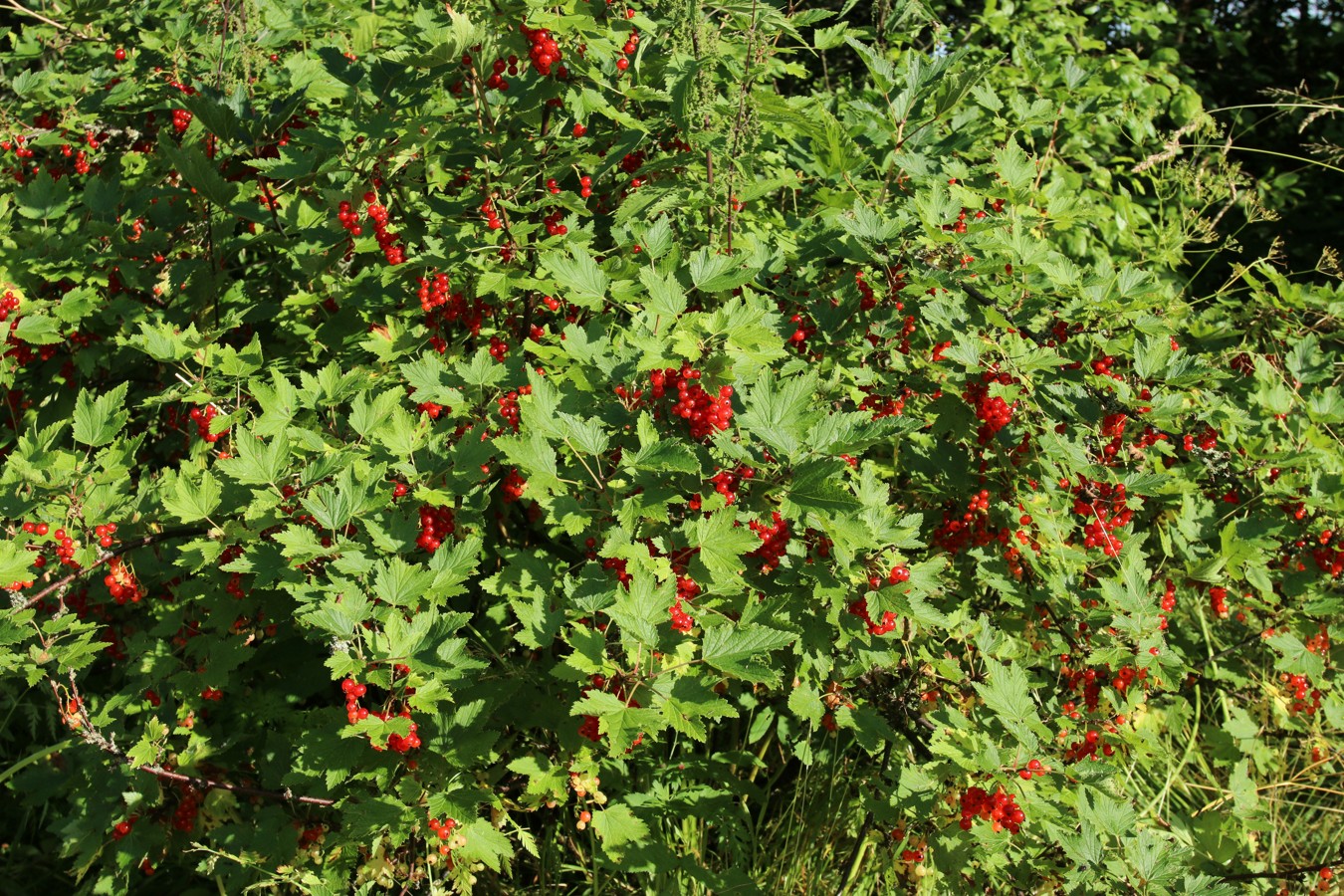 Изображение особи род Ribes.