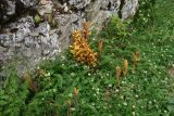 род Orobanche. Цветущие растения с частично обгрызенными побегами среди клевера. Турция, ил Артвин, монастырь Парехи, у стены Верхней церкви. 12 июня 2026 г.