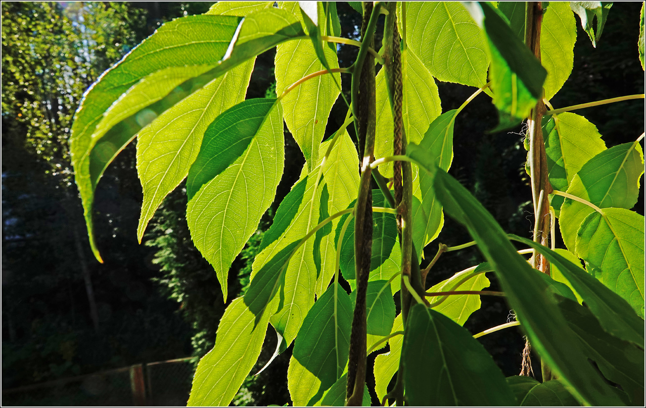 Image of Actinidia kolomikta specimen.