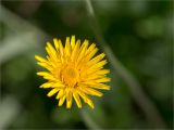 genus Leontodon