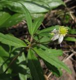 Anemone osinovskiensis