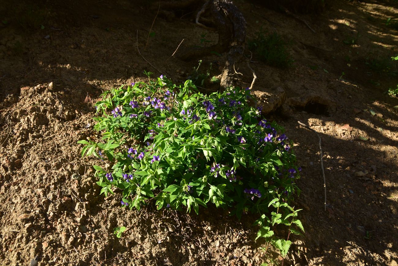 Image of Unknown species specimen.