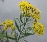 Senecio paludosus. Верхушка стебля с соцветиями. Санкт-Петербург, берег Лахтинского залива. Конец июля 2006 г.