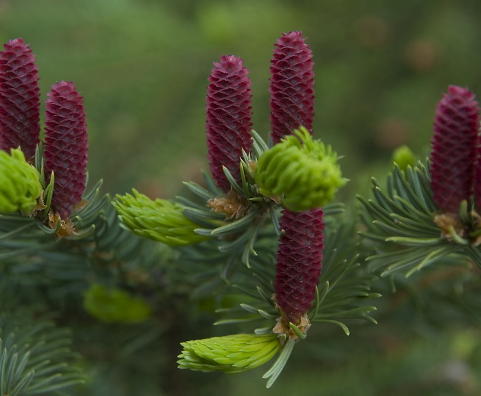 Изображение особи Picea koraiensis.