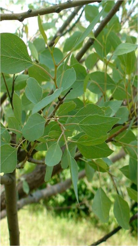 Image of Populus euphratica specimen.