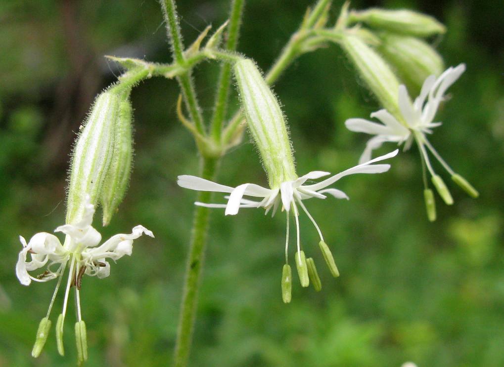 Изображение особи Silene nutans.