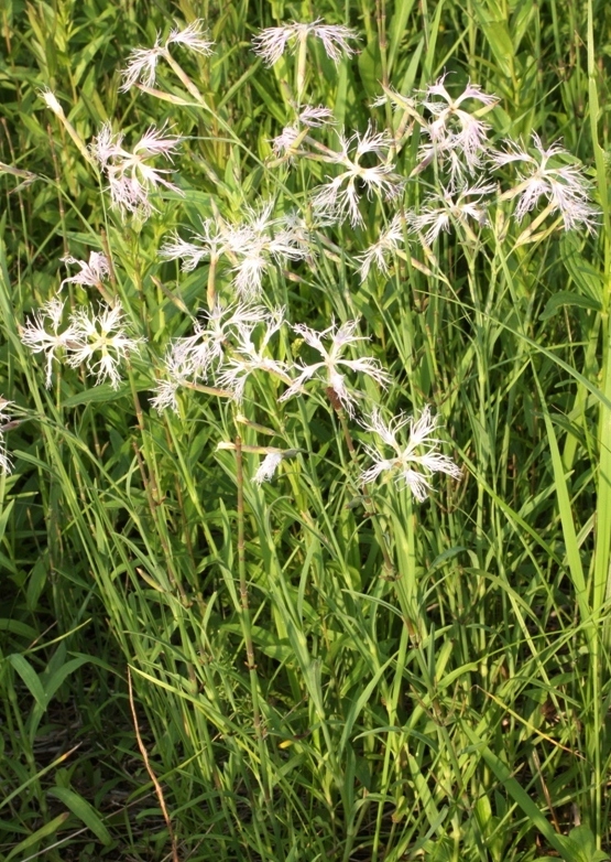 Изображение особи Dianthus stenocalyx.