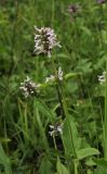 Betonica officinalis. Верхушка цветущего растения (форма со светлоокрашенными цветками). Москва, Кузьминский парк, под ЛЭП. 10.07.2011.