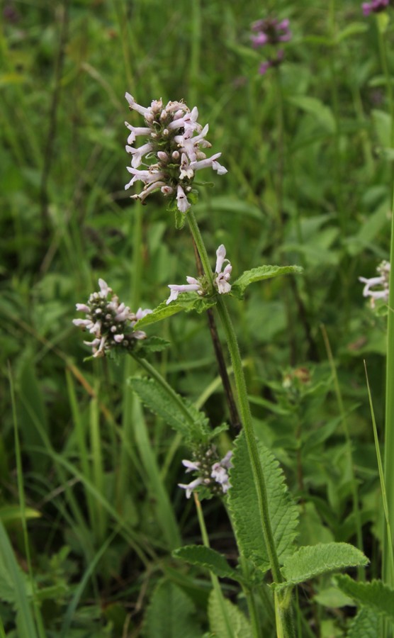 Изображение особи Betonica officinalis.