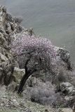 Изображение особи. Автор - Евгений Давкаев