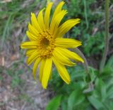 Arnica montana