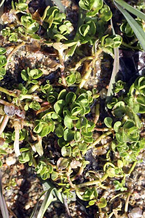 Изображение особи Veronica beccabunga ssp. muscosa.