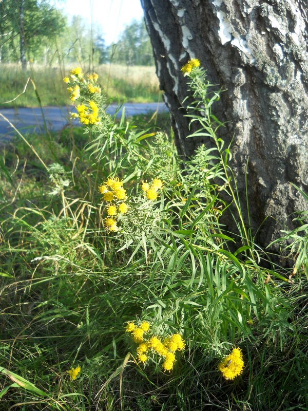 Изображение особи Galatella biflora.