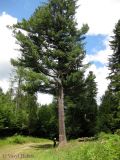 Pinus strobus