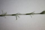 Crucianella angustifolia