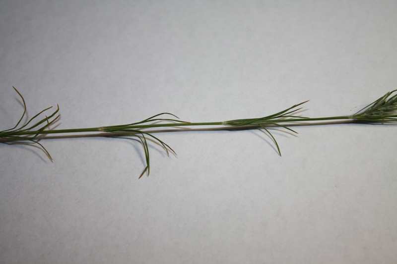 Image of Crucianella angustifolia specimen.