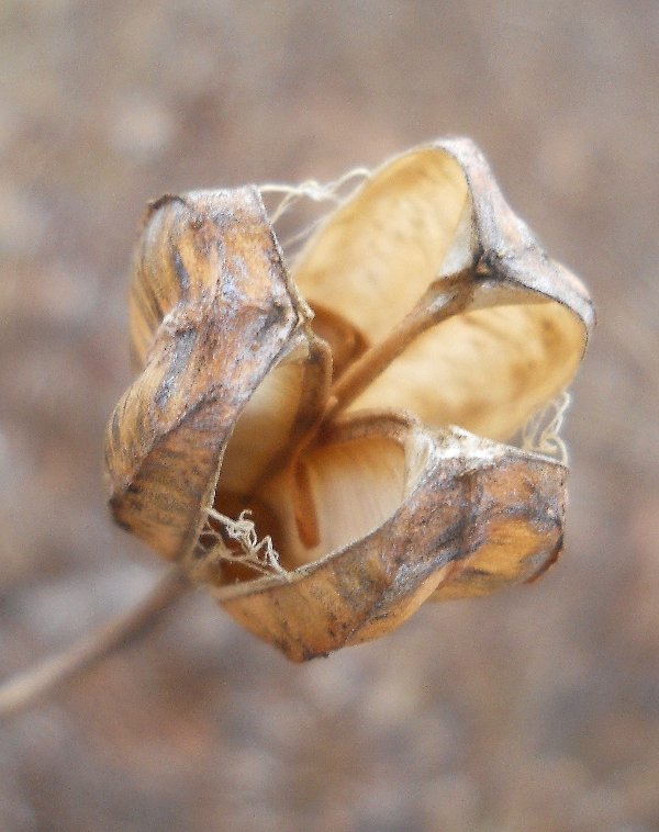 Image of Lilium pilosiusculum specimen.