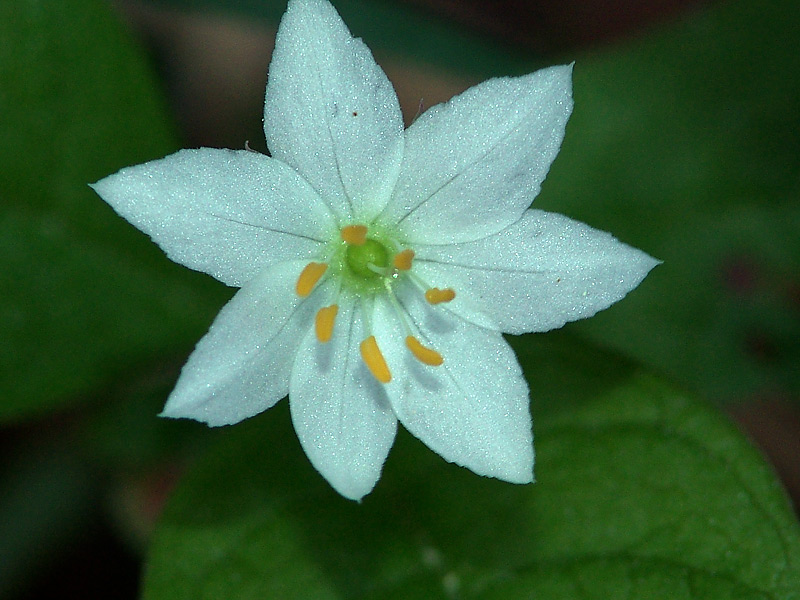 Изображение особи Trientalis europaea.