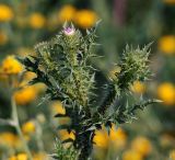 Carduus acanthoides. Верхушка цветущего растения. Воронежская обл., Павловский р-н, окр. с. Михайловка (Шипов лес). 18.06.2011.