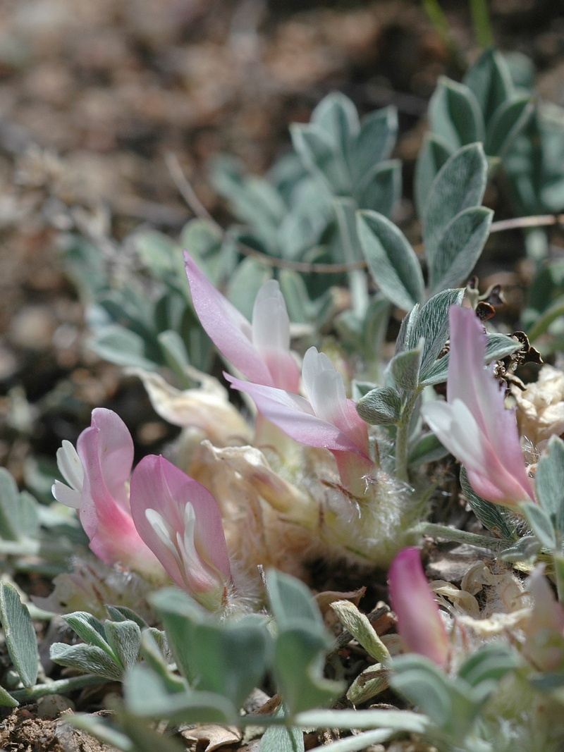 Изображение особи Astragalus borodinii.