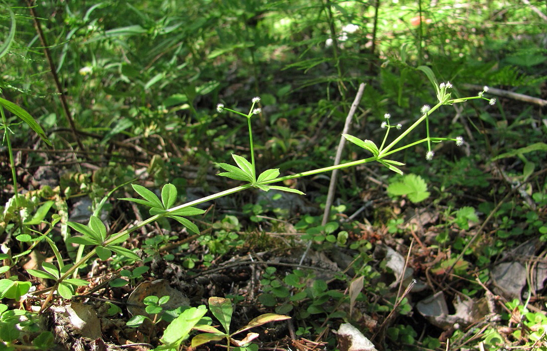 Изображение особи Galium triflorum.