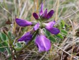 Astragalus subpolaris. Соцветие. Мурманская обл., Восточный Мурман, окр. пос. Дальние Зеленцы, берег Дальнезеленецкой бухты. 03.08.2010.