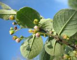 Cotoneaster melanocarpus